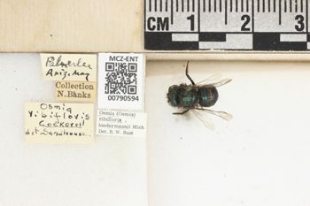 Media type: image;   Entomology 790594 Aspect: Labels